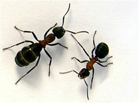 Pest - Ants