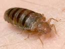 Pest - Bed Bugs