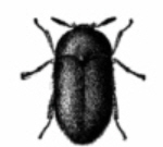 Pest - Carpet beetle