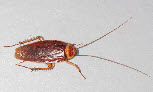 Pest - American Cockroach