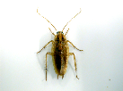 Pest - German Cockroach
