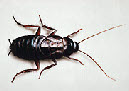 Pest - Oriental Cockroach