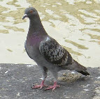 Pest - Pigeon
