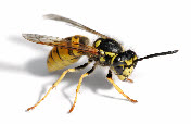 Pests - Wasps