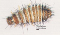 Pest - Carpet Beetle Larvae Woolly Bear